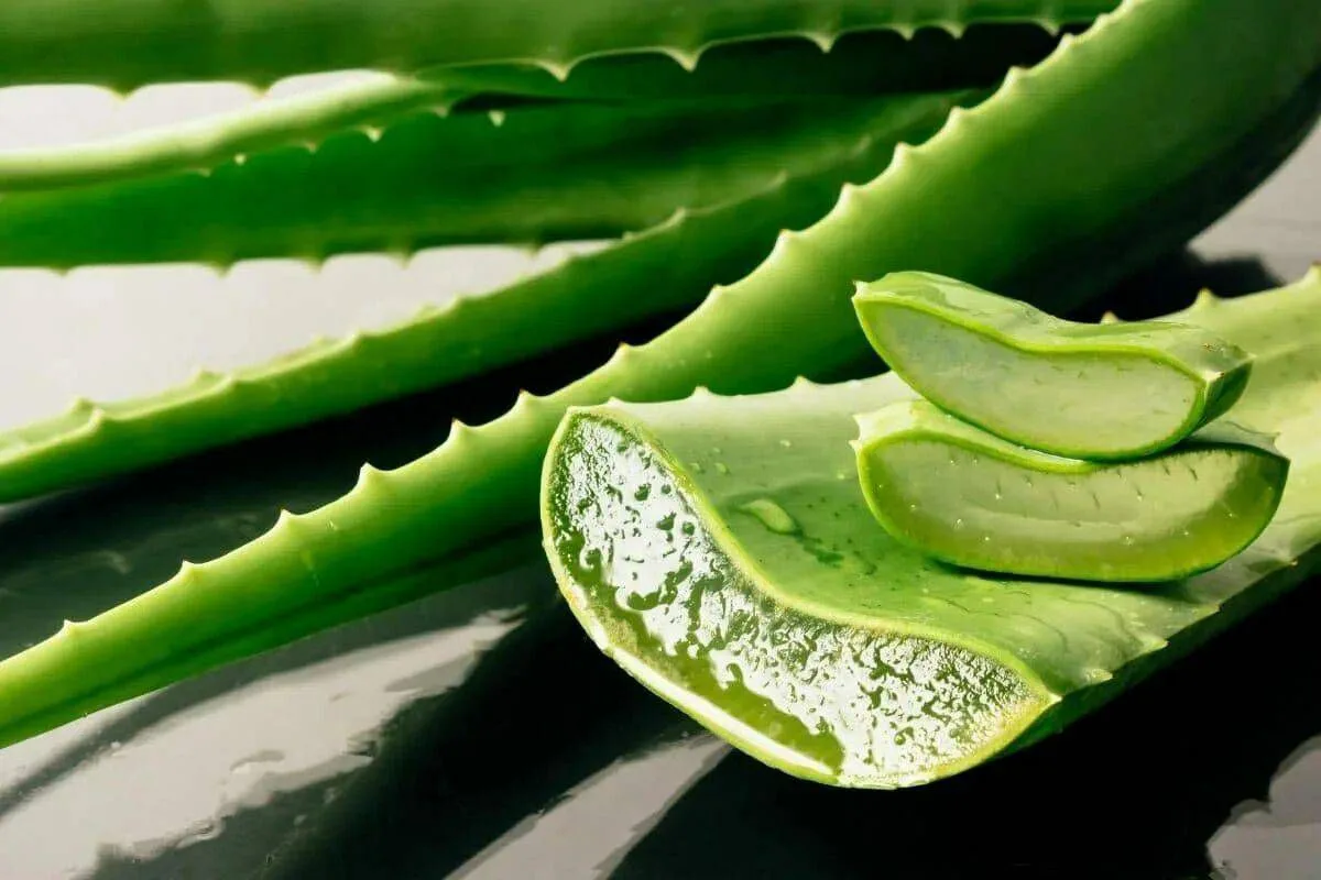 Virálne tajomstvo pleti: Ako použiť aloe vera na zúženie pórov a odstránenie vrások v rekordnom čase