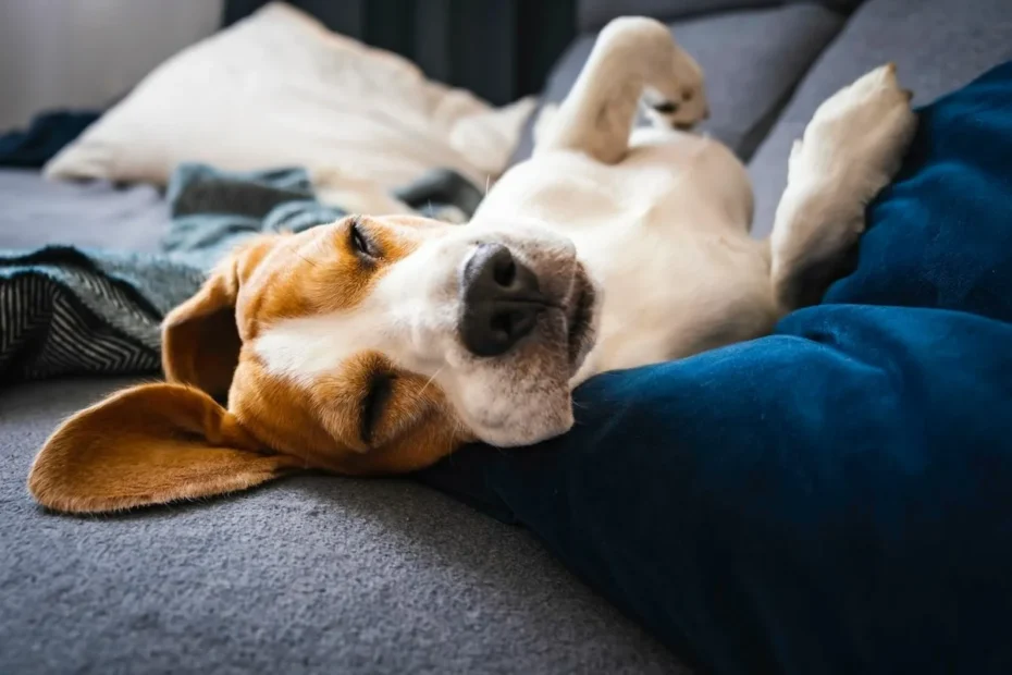 Kde by mali psy spať v zime: Čo odporúčajú veterinári