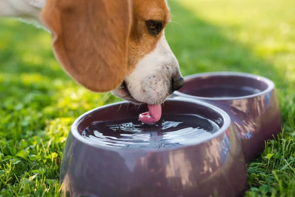 Kde by mali psy spať v zime: Čo odporúčajú veterinári