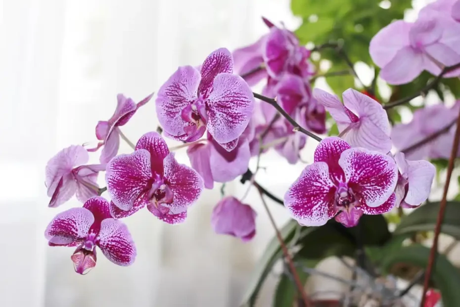 Orchidea nekvitne: Päť chýb pri polievaní, ktoré môžete napraviť už dnes