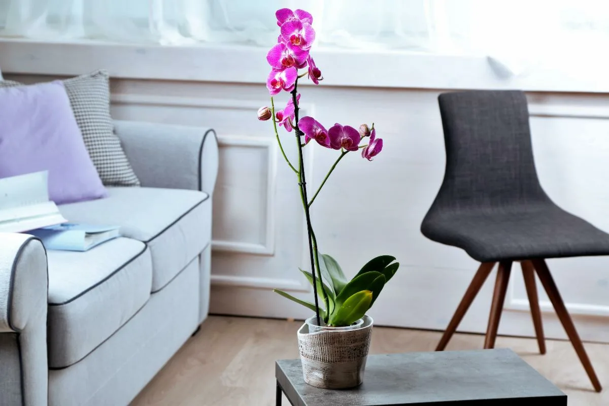 Orchidea nekvitne: Päť chýb pri polievaní, ktoré môžete napraviť už dnes