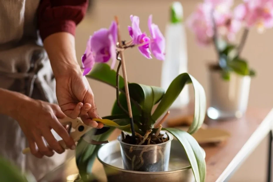 Kde strihať orchideu? Jedna chyba a kvety neuvidíte