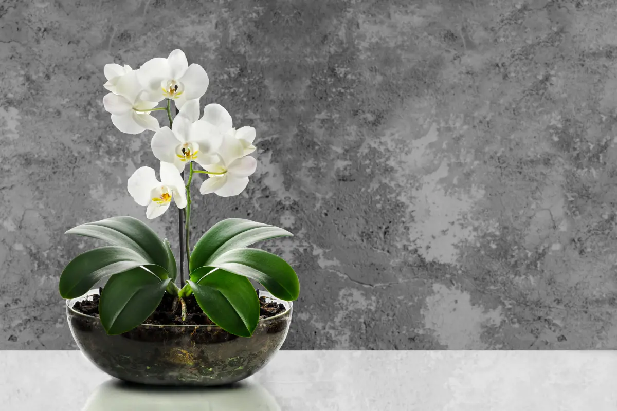 Kde strihať orchideu? Jedna chyba a kvety neuvidíte