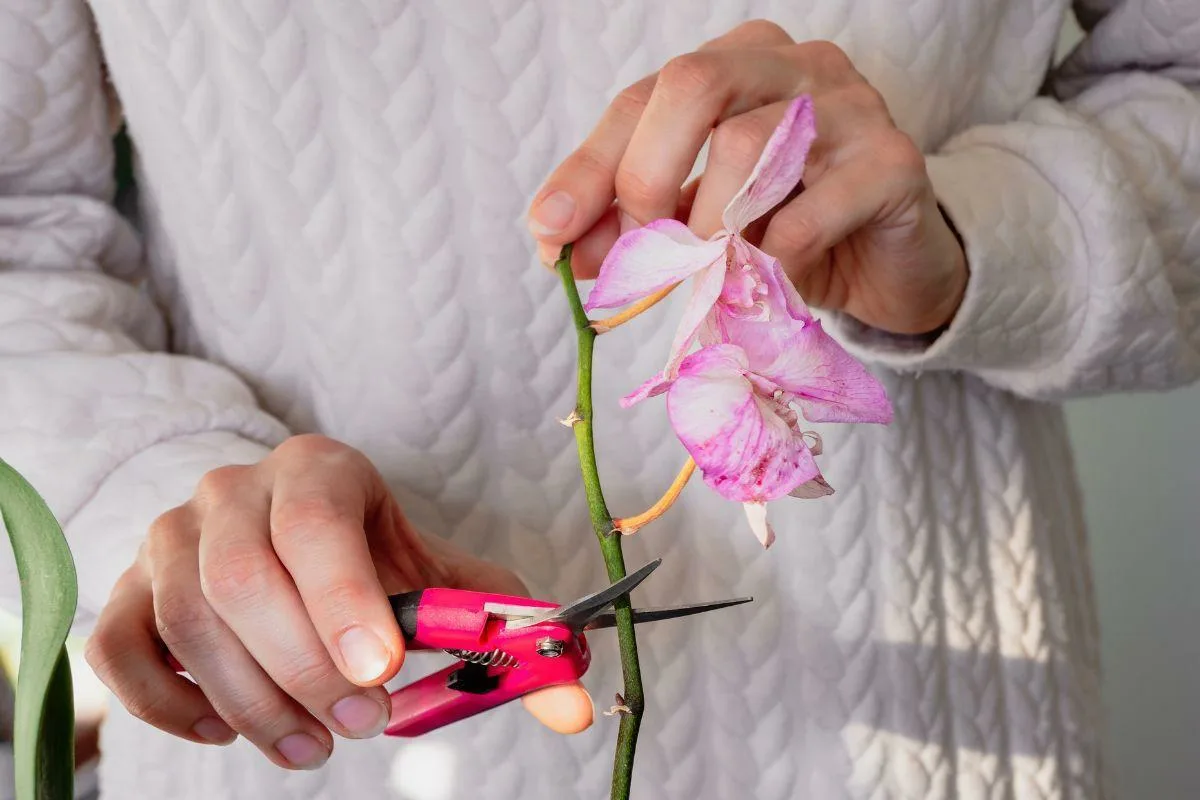 Kde strihať orchideu? Jedna chyba a kvety neuvidíte