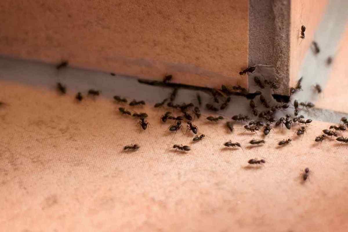 Účinné triky na odstránenie mravcov z domácnosti v dvoch jednoduchých krokoch
