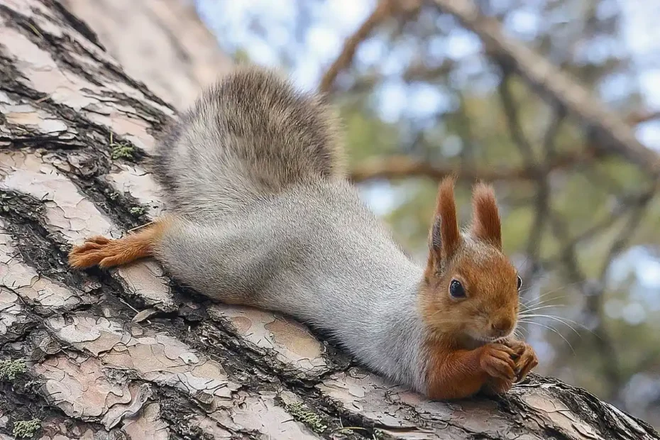 Môže byť veverička „nesprávna“? Zoológ vysvetľuje, či sú zvieratá v parkoch bezpečné