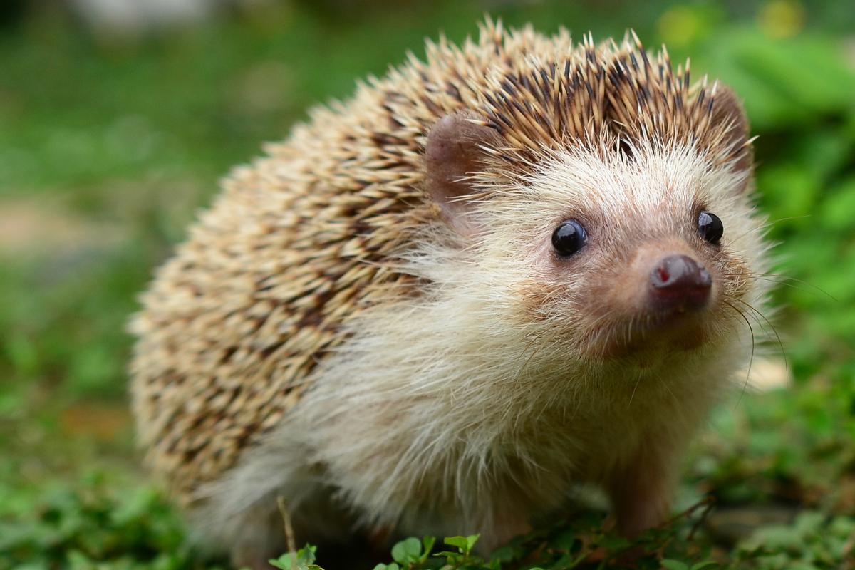 Môže byť veverička „nesprávna“? Zoológ vysvetľuje, či sú zvieratá v parkoch bezpečné